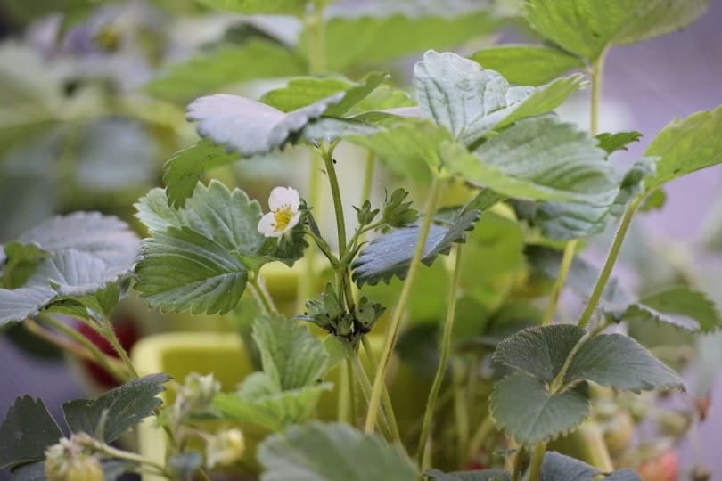 strawberry plant_ ChristianeJa_Pixabay