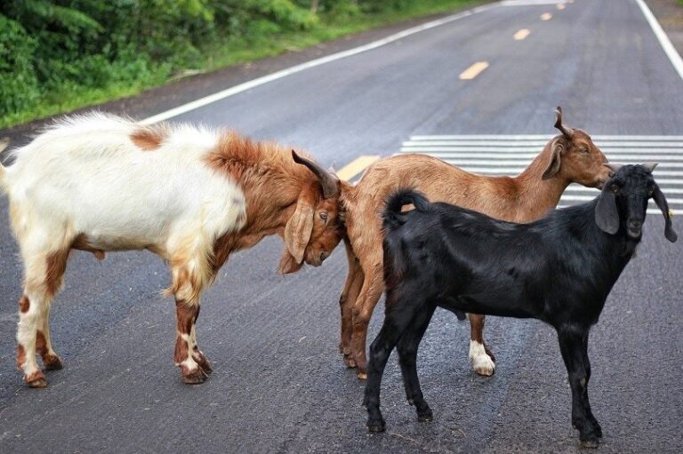 Goat Colors And Markings