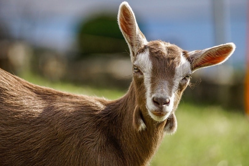 toggenburg goat-pixabay