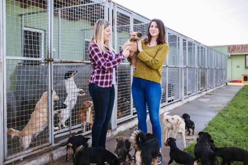 two women at an animal shelter