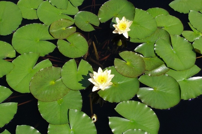water lilies on pond