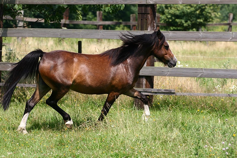 Welsh pony trotting