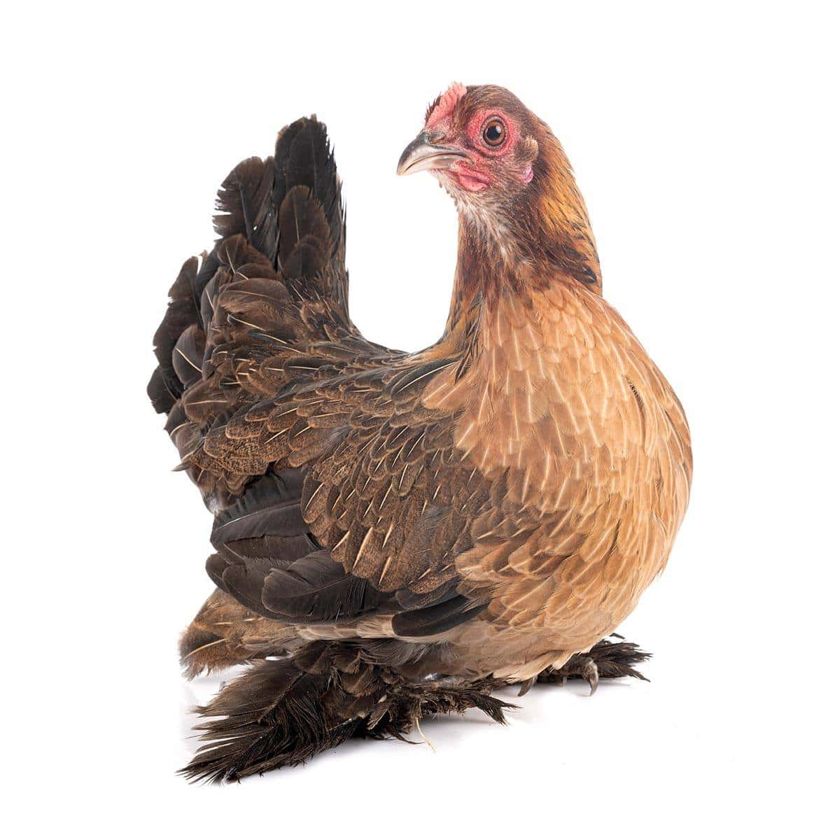 wheaten Booted Bantam