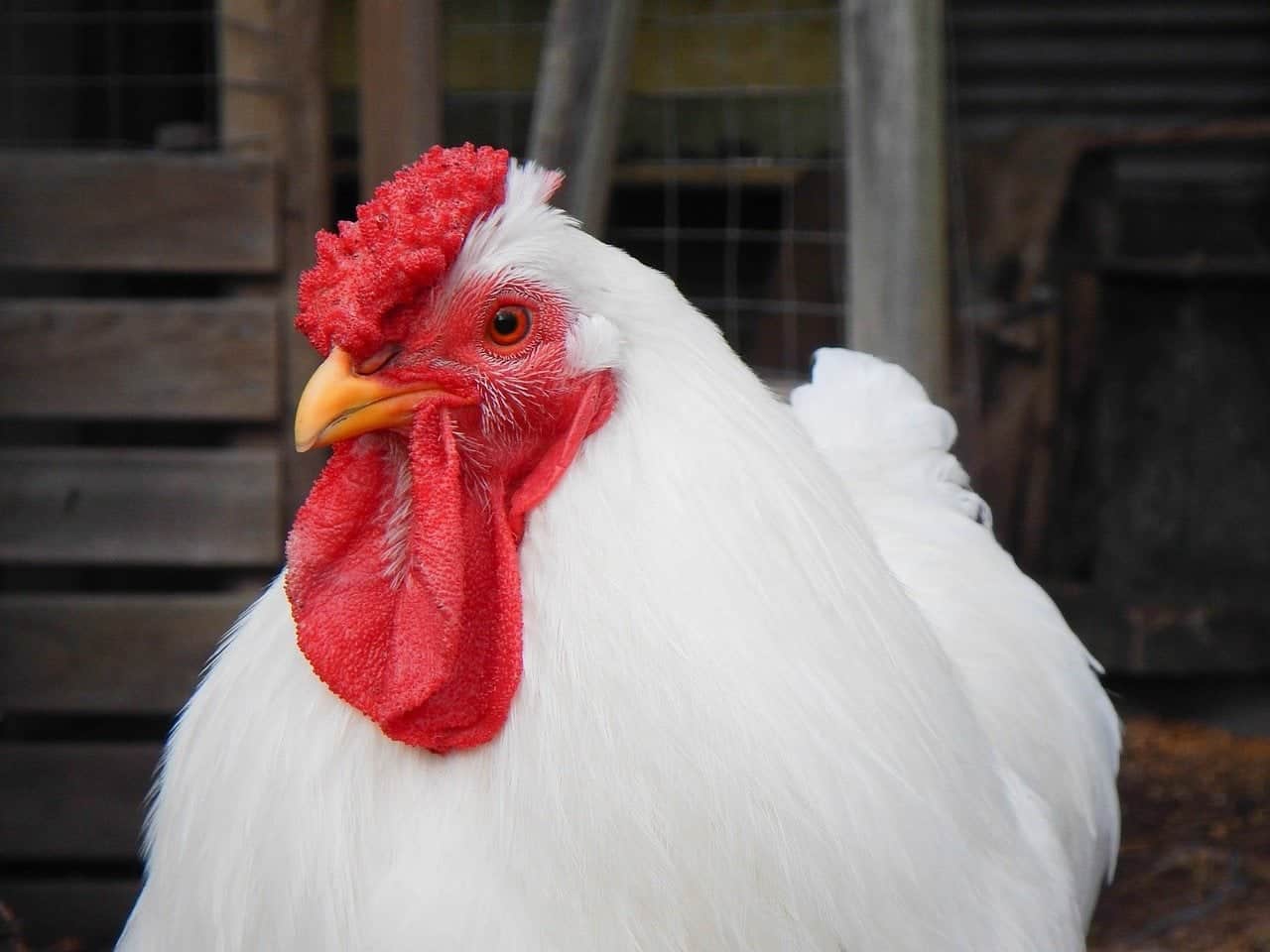 white chicken