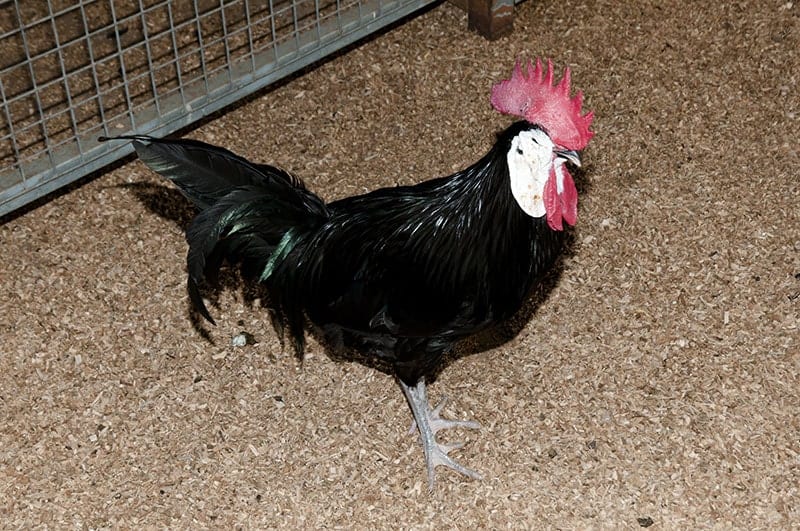 white-faced spanish chicken