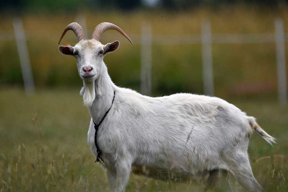 white goat in the meadow
