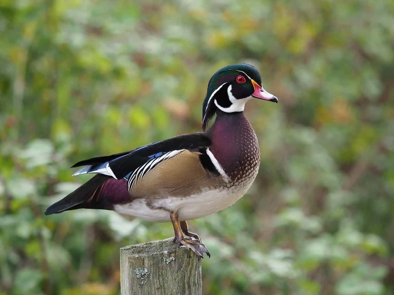 wood duck