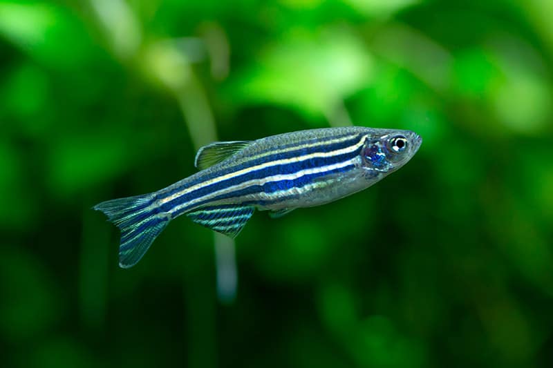 zebra danio fish
