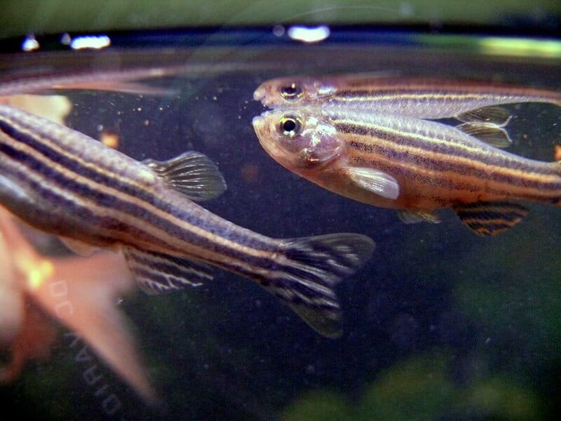 Golden Zebra Danio