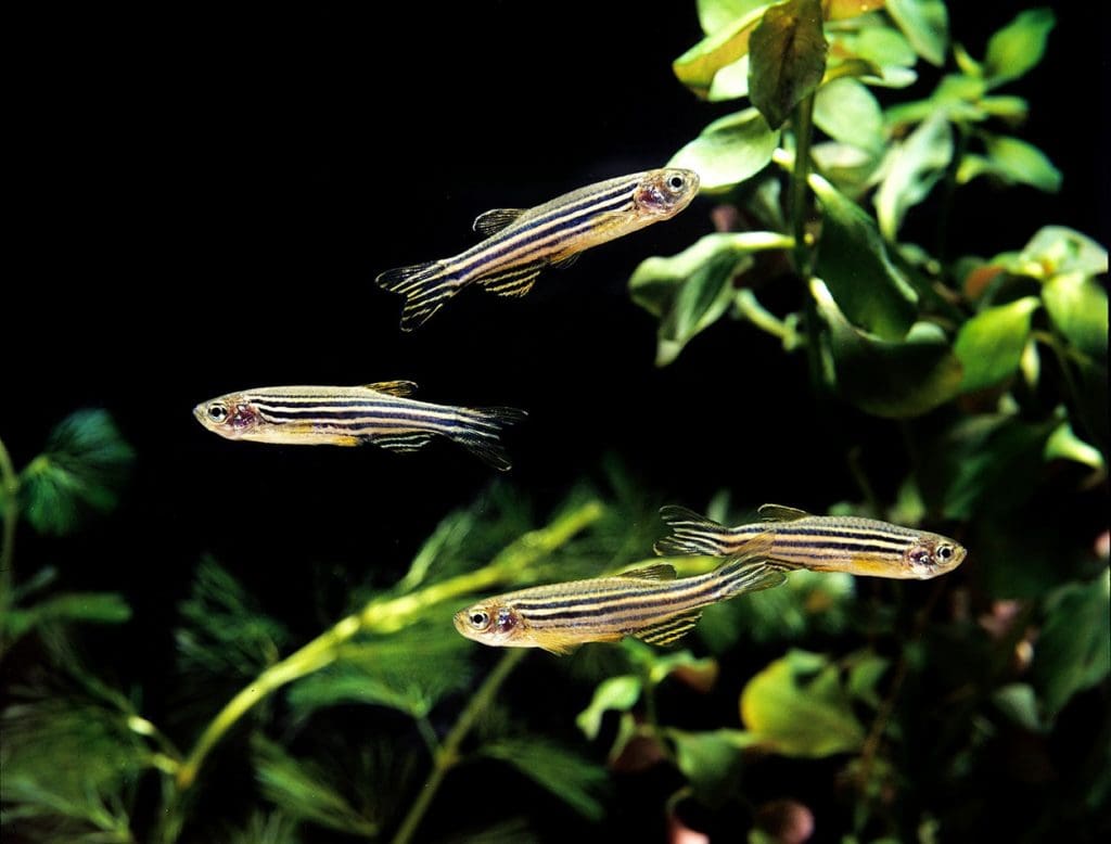 zebra danios