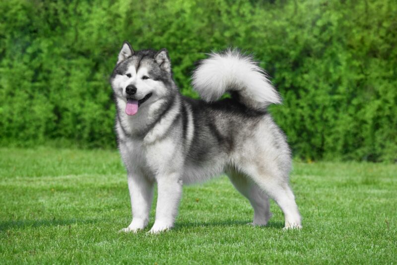 Alaskan Malamute dog standing on the grass