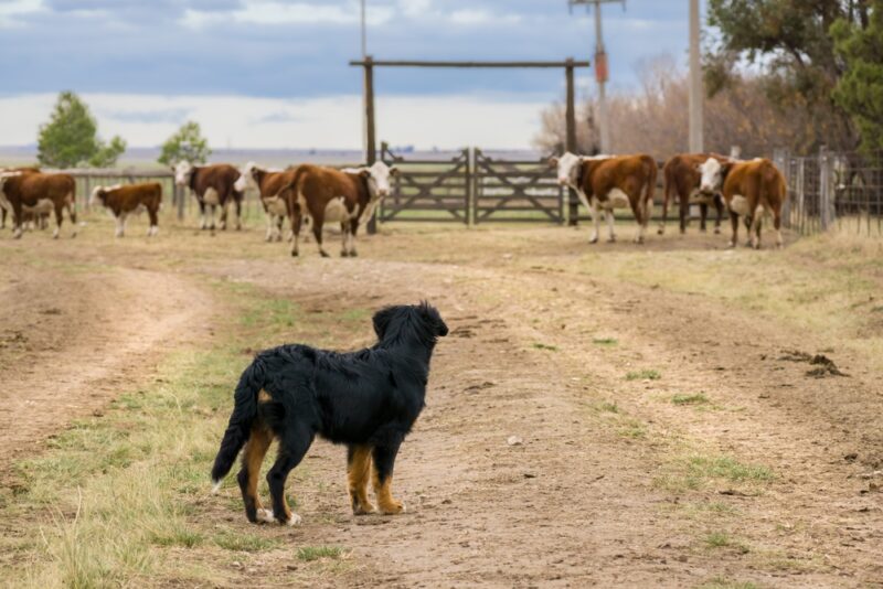 Bernese Mountain Dog herding the cattle