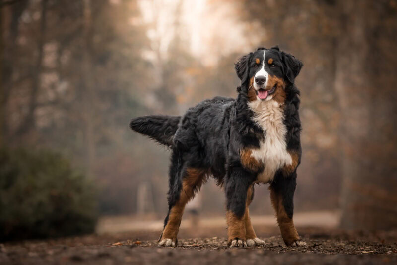 Bernese Mountain Dog standing in the park