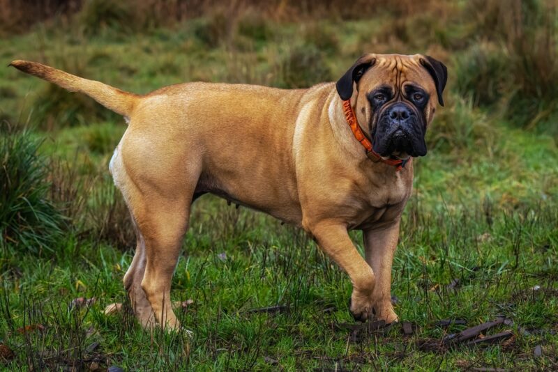 Bullmastiff dog standing outdoor