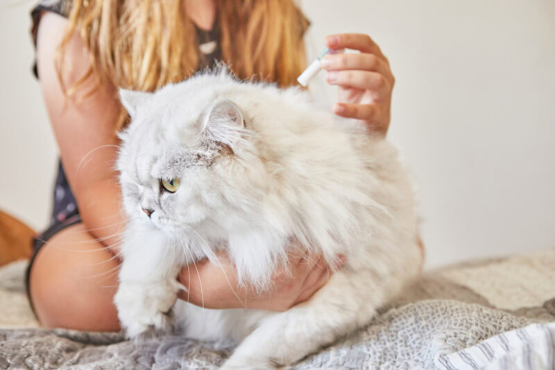 Picture of Can I Pet My Cat After Flea Treatment? Our Vet Explains | The Vet Desk