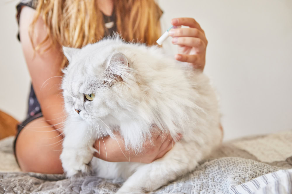 Cat Flea Treatment