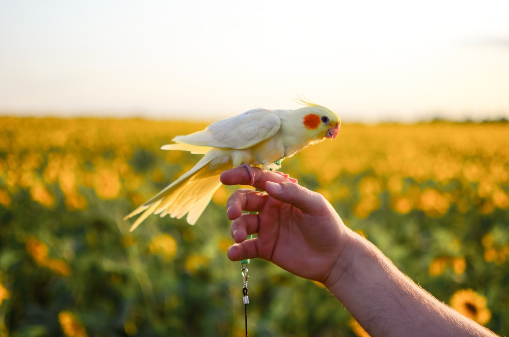 Cockatiel in a harness