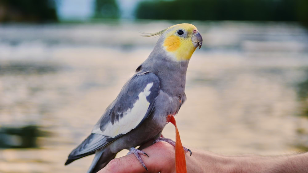 Cockatiel parrot with harness
