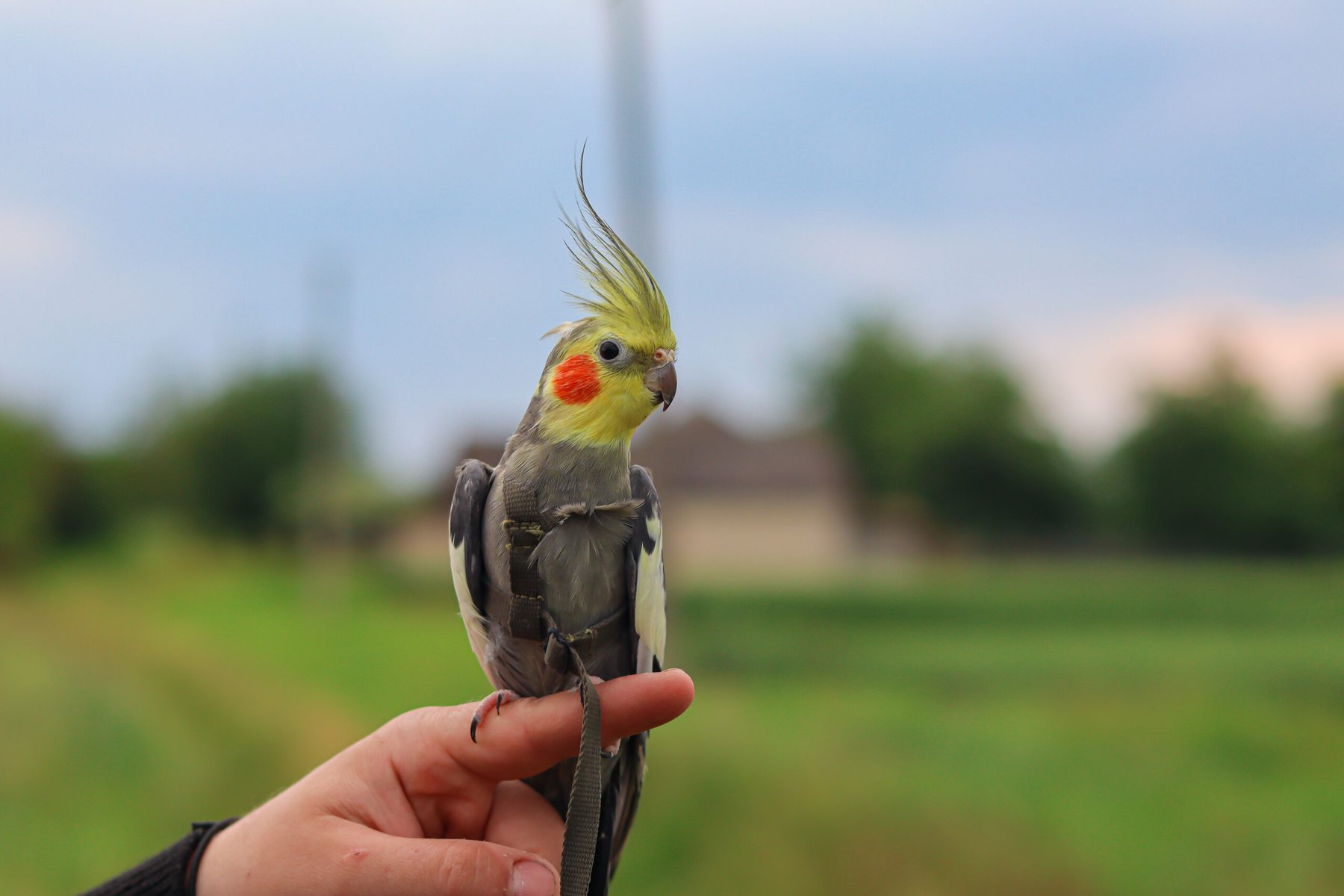 Cockatiel with harness