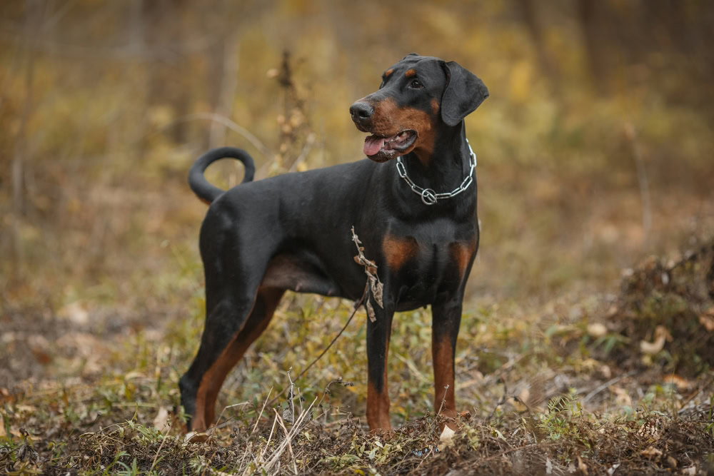 Doberman Pinscher dog standing outdoor