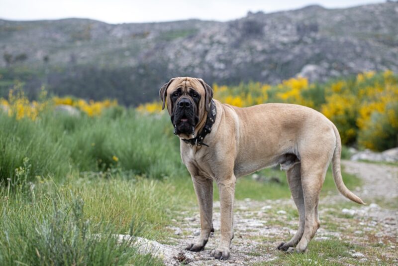 English Mastiff dog standing in the field
