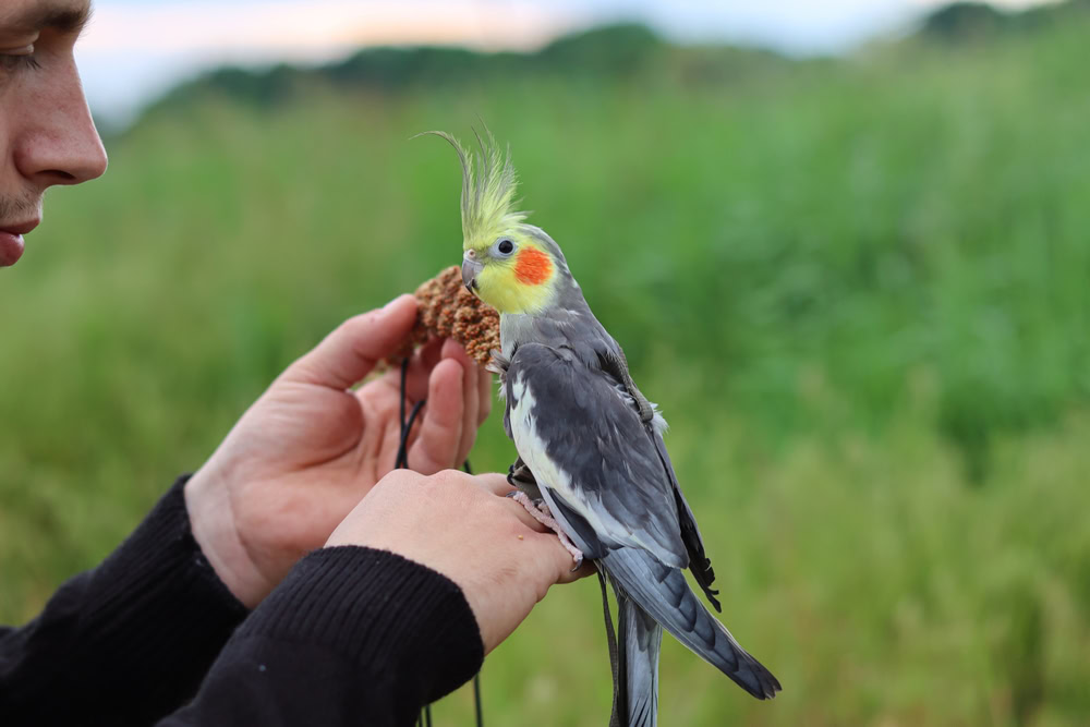Feeding Cockatiel with harness
