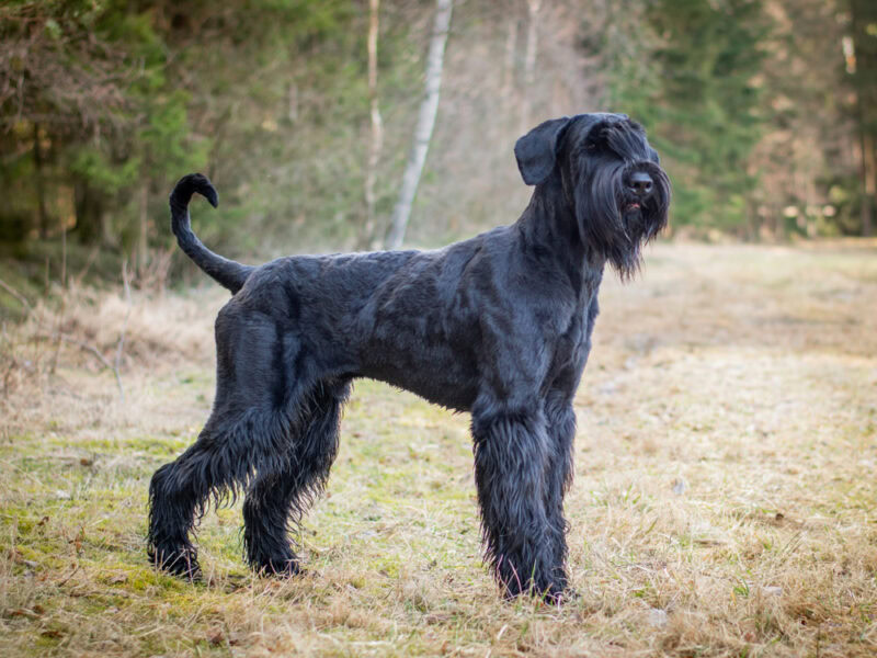 Giant Schnauzer dog standing on grass