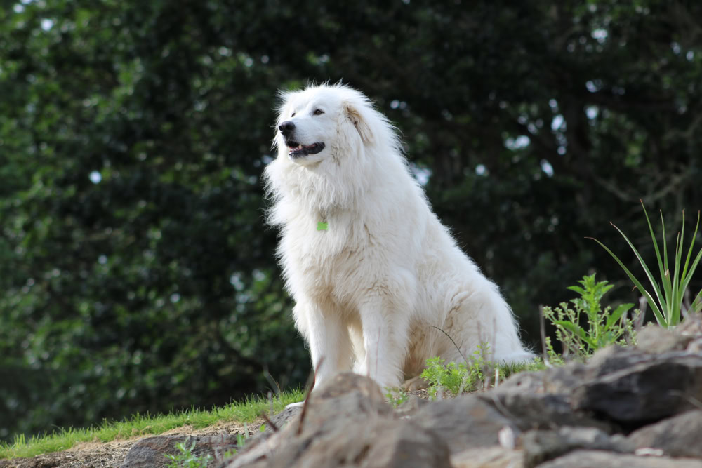 Great Pyrenees dog sitting on the rocks