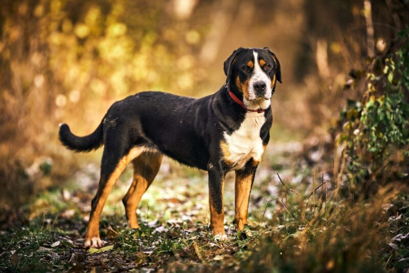 Greater Swiss Mountain Dog standing in the forest