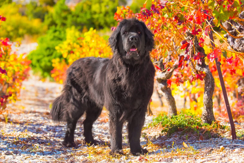 Newfoundland dog standing outdoor