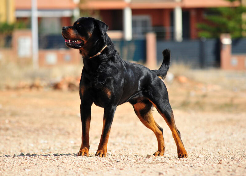 Rottweiler dog standing in the field