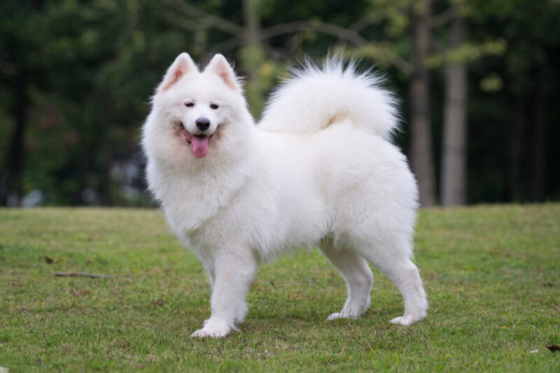 Samoyed dog standing in the park