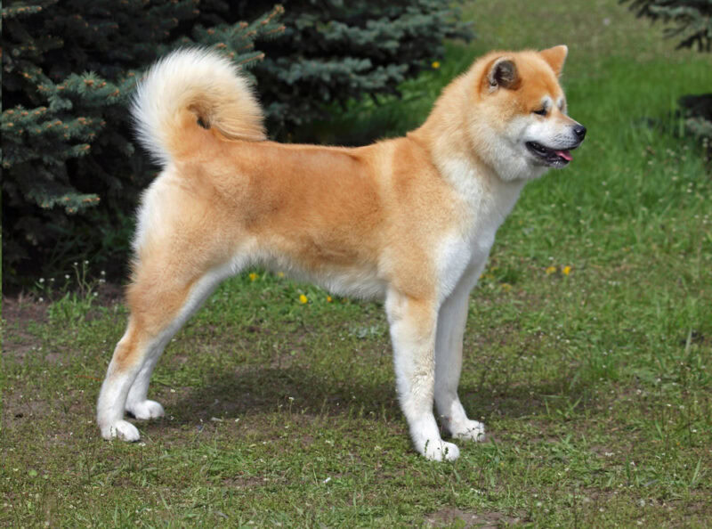 akita inu dog standing outdoor