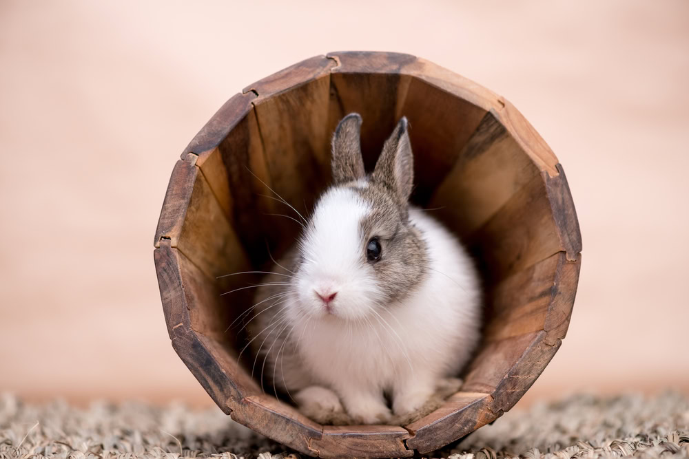 bunny in a log
