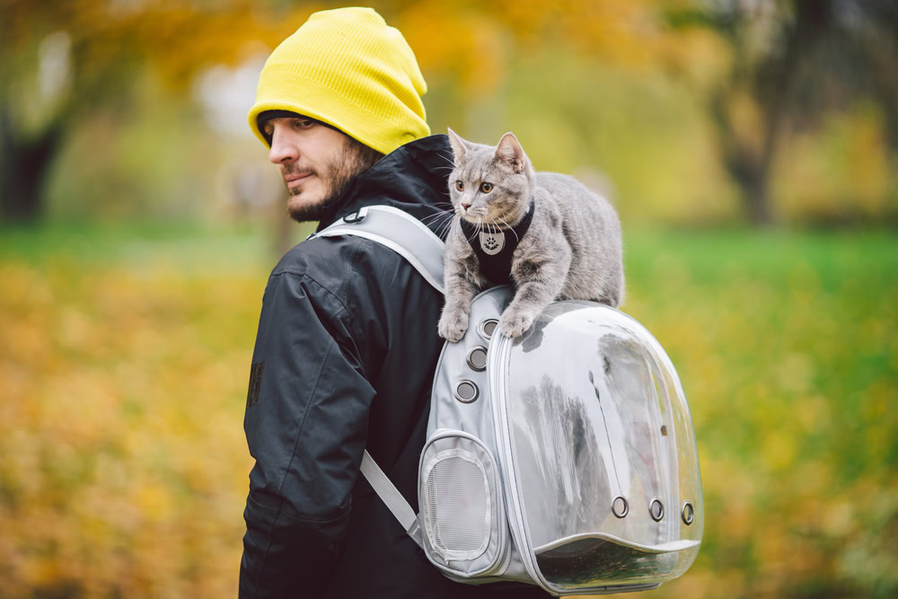 cat on a carrier, with owner