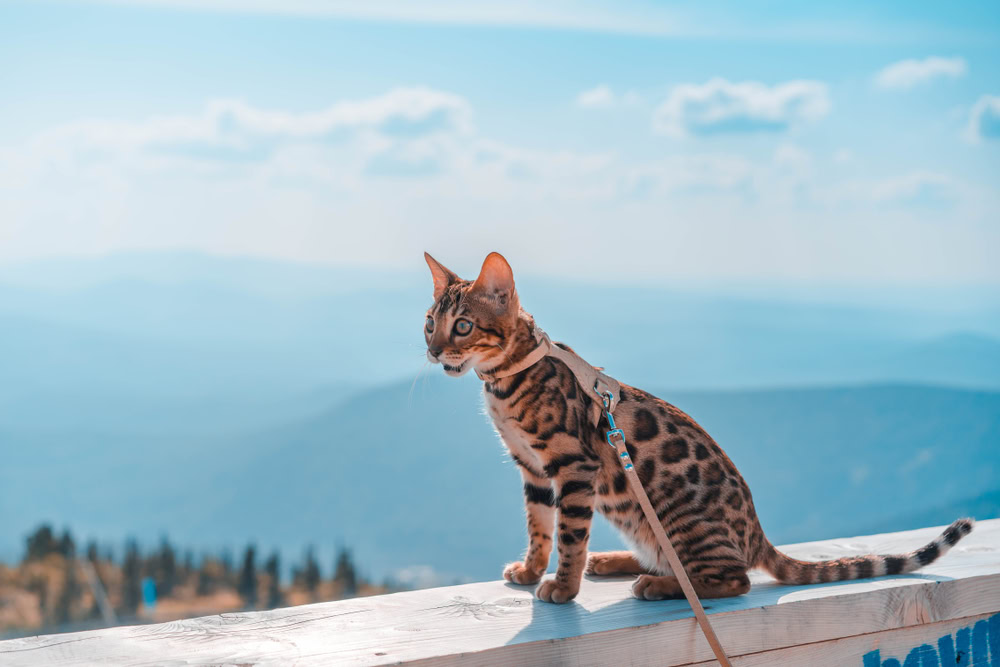 cat on a harness outdoors
