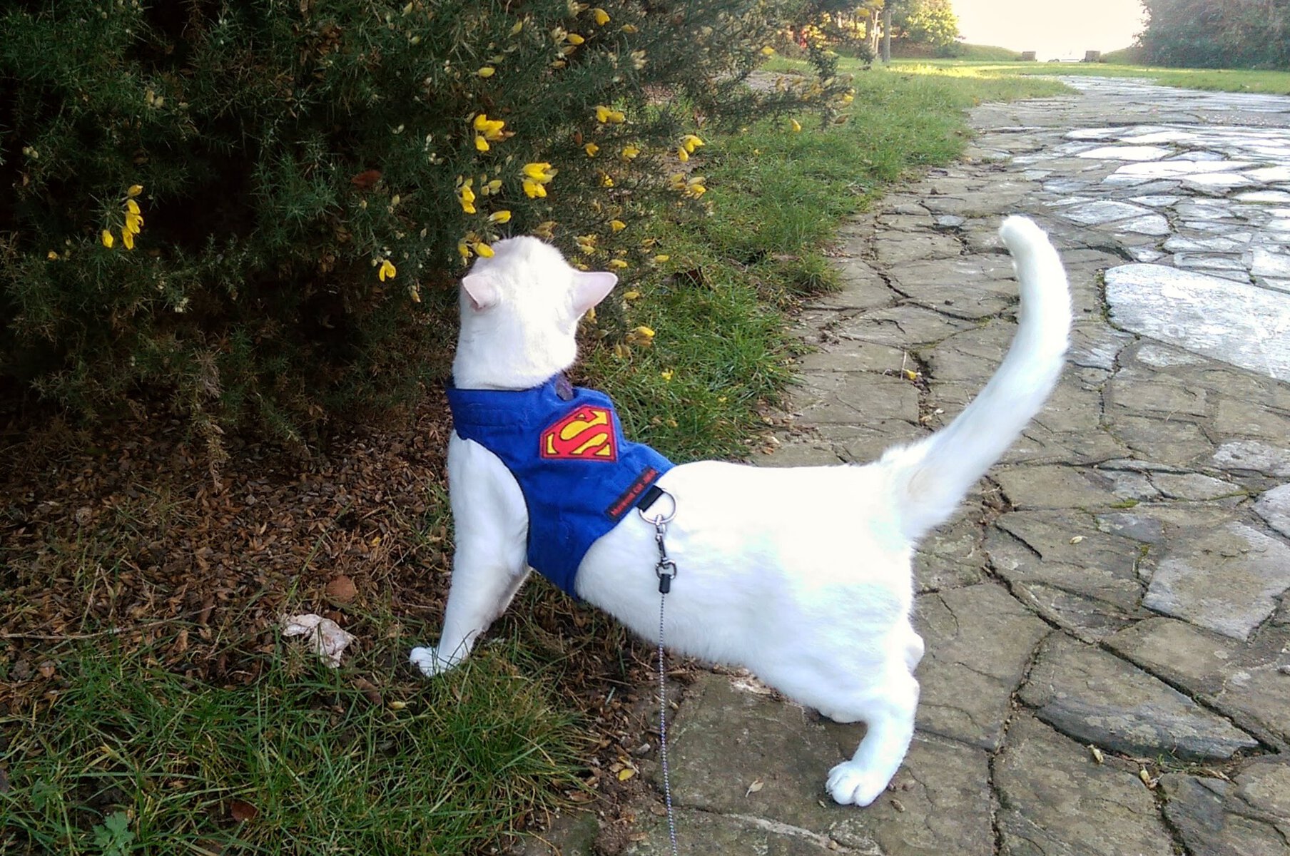 cat wearing a superman harness