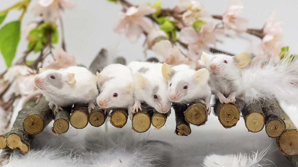 little mice in line