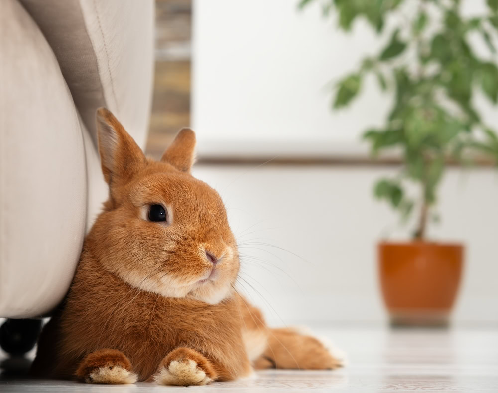 pet rabbit lying on the floor at home