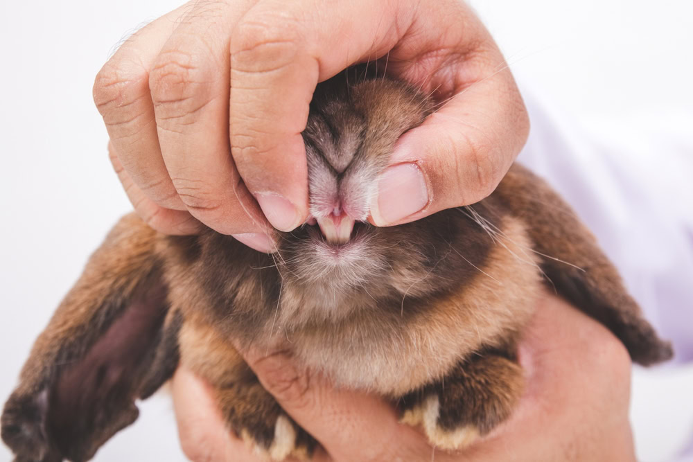 vet checking rabbit teeth
