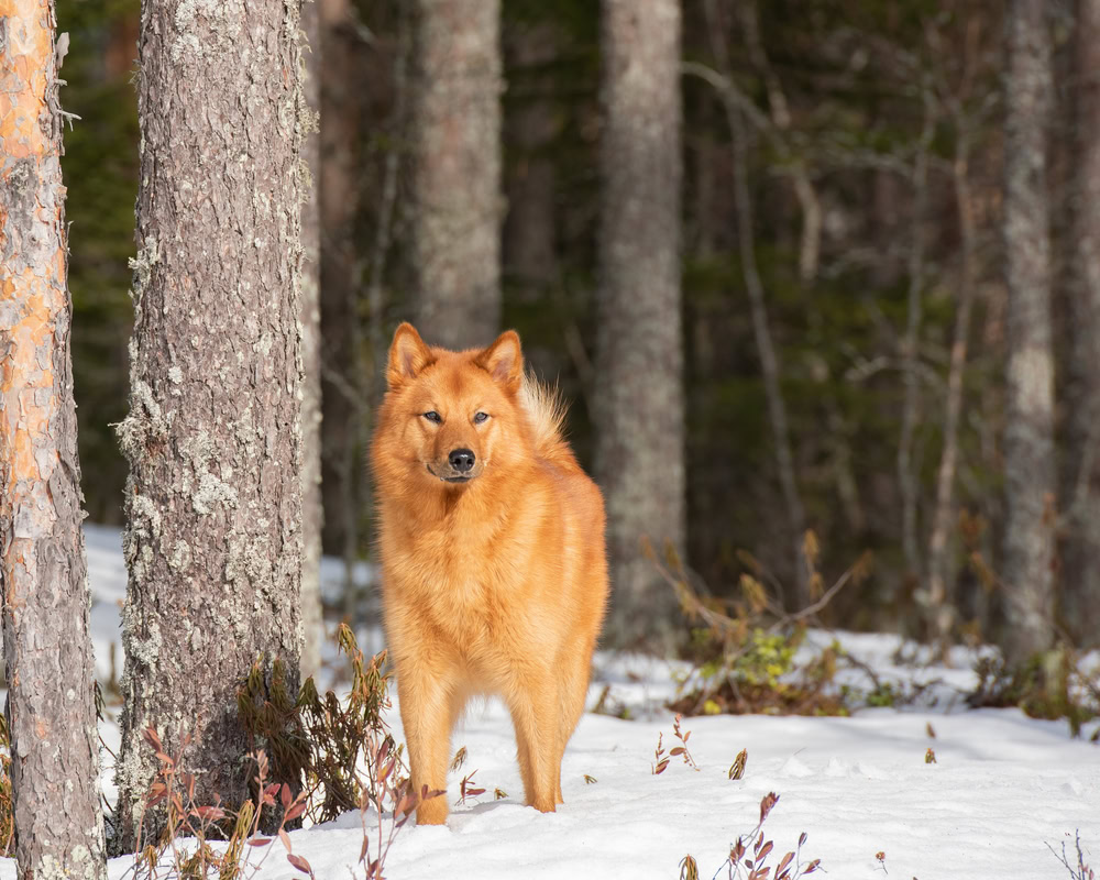 A Finnish Spitz standing in a boreal forest