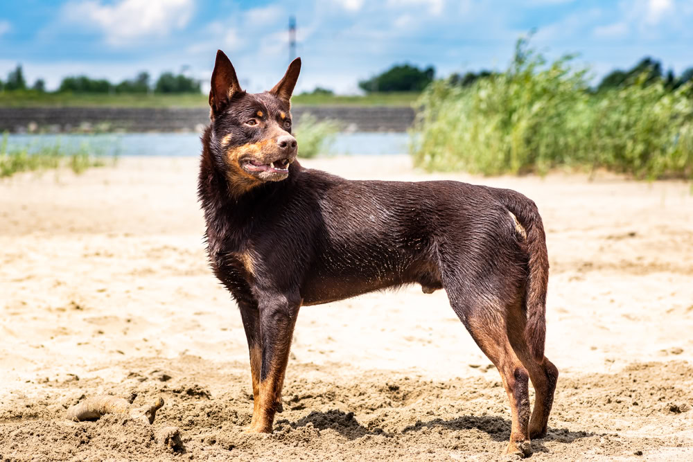 Australian Kelpie Dog