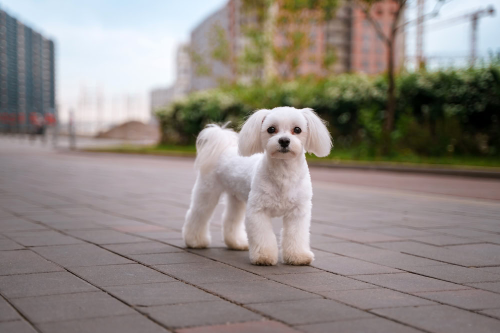 Bichon Frise