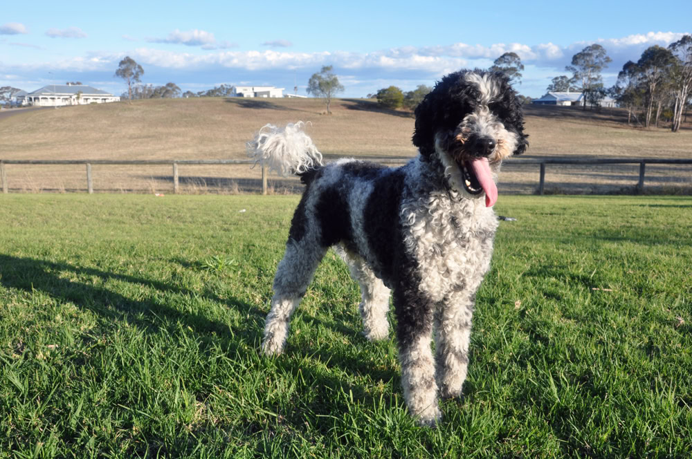 Black and white Schnoodle outside