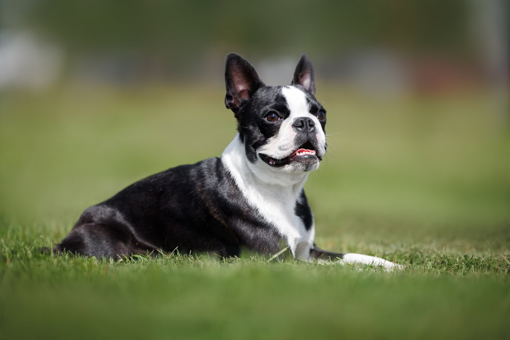 Boston Terrier