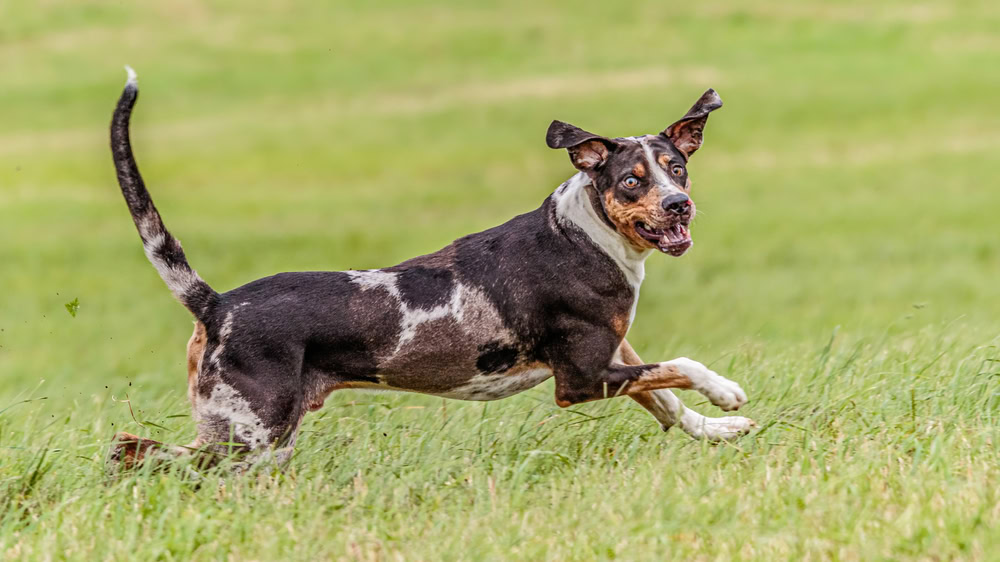 Catahoula Leopard Dog