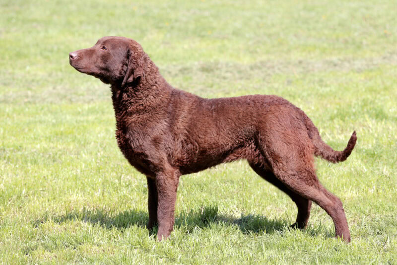Chesapeake Bay Retriever dog in the field