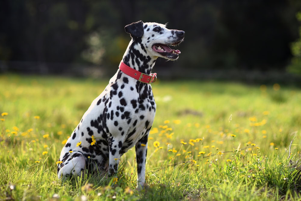 Dalmatian
