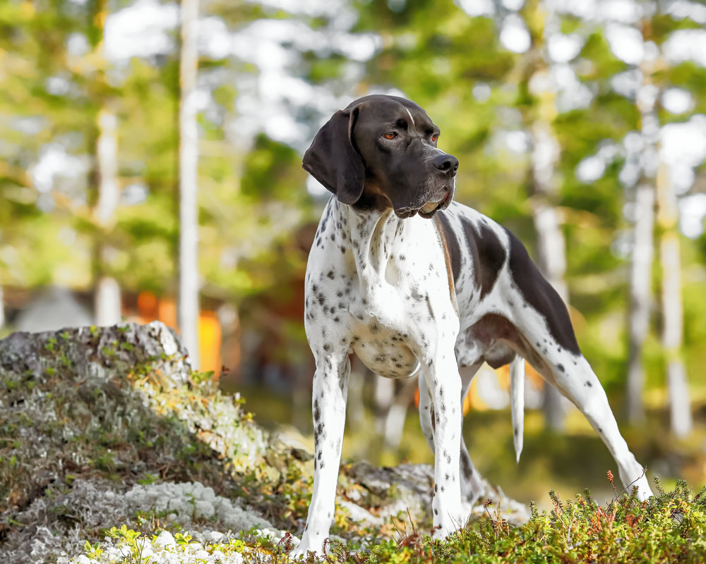 English Pointer dog in the garden