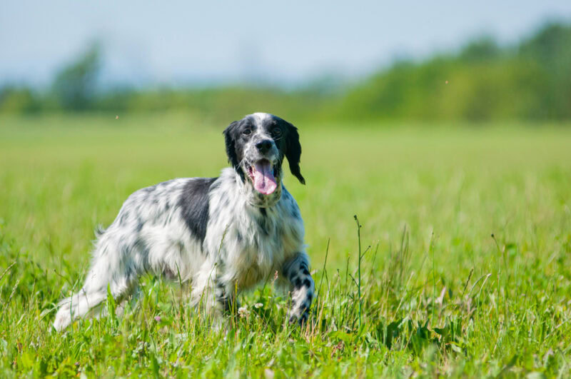 English Setter dog in the field